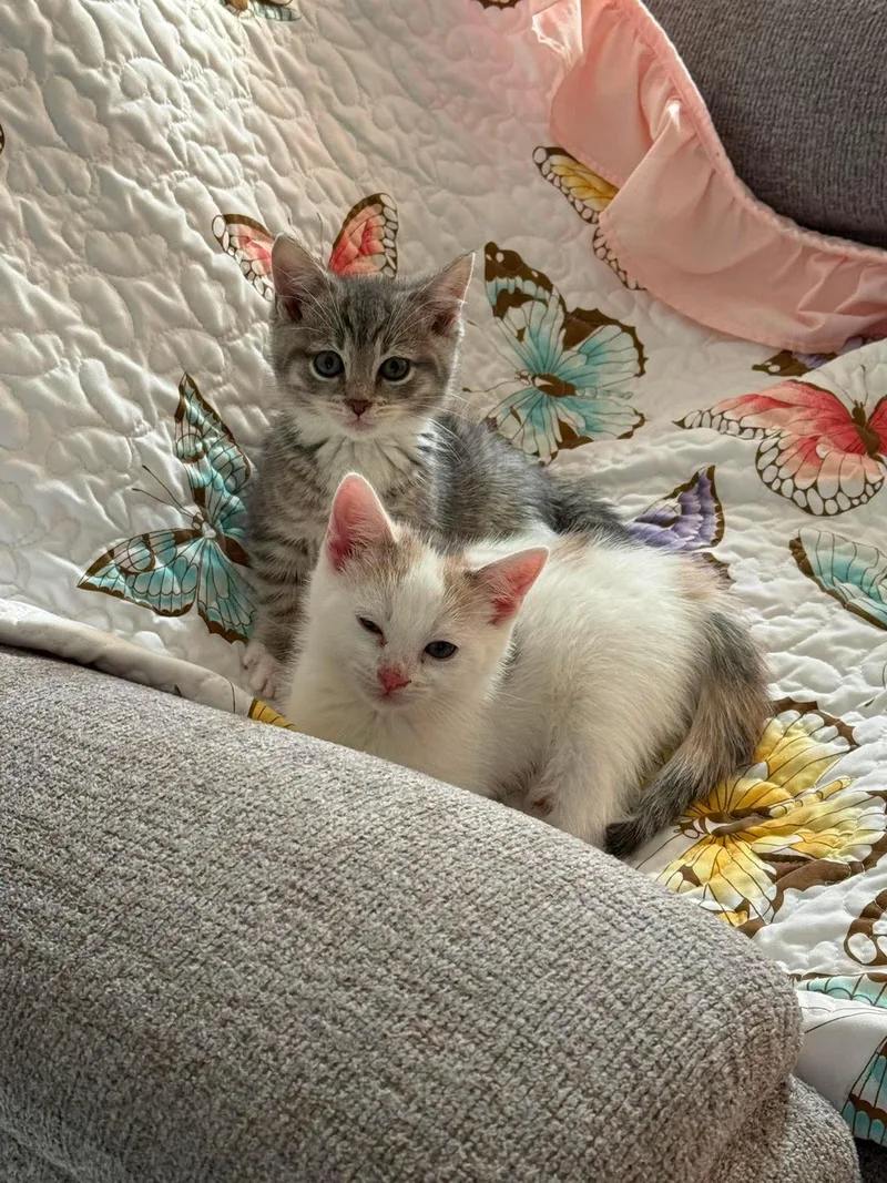 A baby small-sized female Tabby (Gray / Blue / Silver) Domestic Short Hair cat named Lotus And Lavender for adoption in Verona, NJ