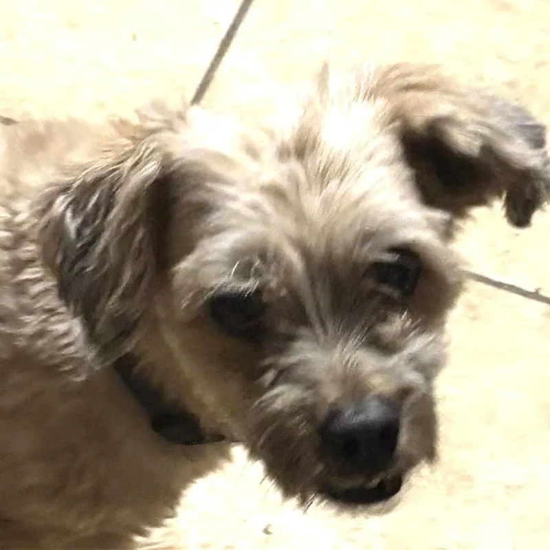 An adult small-sized male Shih Tzu dog named Ollie for adoption in Phoenix, AZ