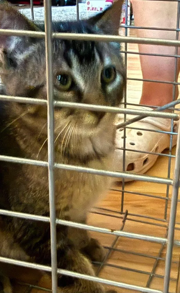 A baby medium-sized male Domestic Short Hair cat named Goose for adoption in Cloquet, MN