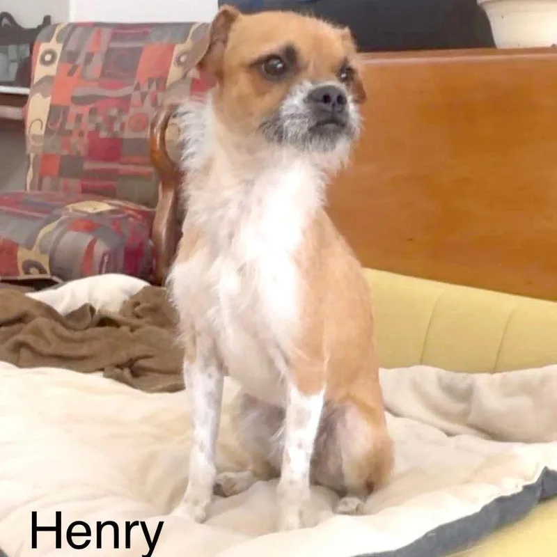 An adult small-sized male Terrier dog named Little Henry for adoption in Columbia, MD
