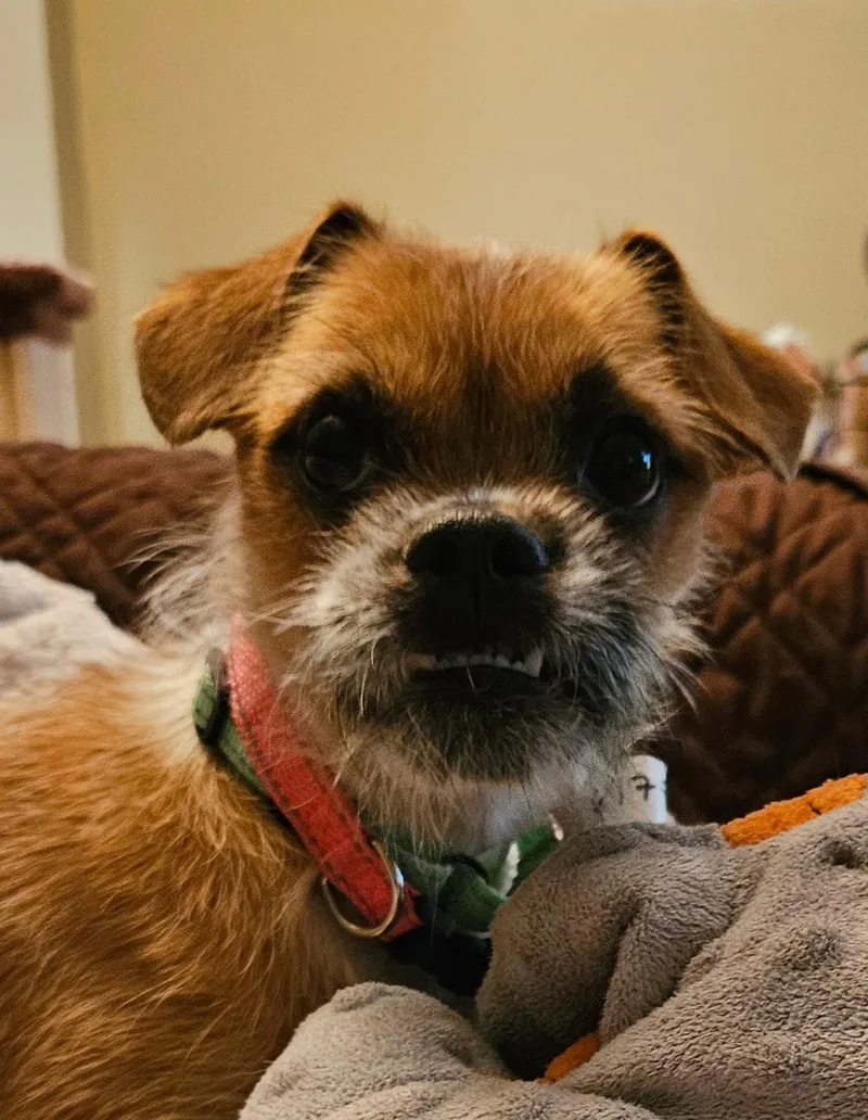 Little Henry thumbnail 3