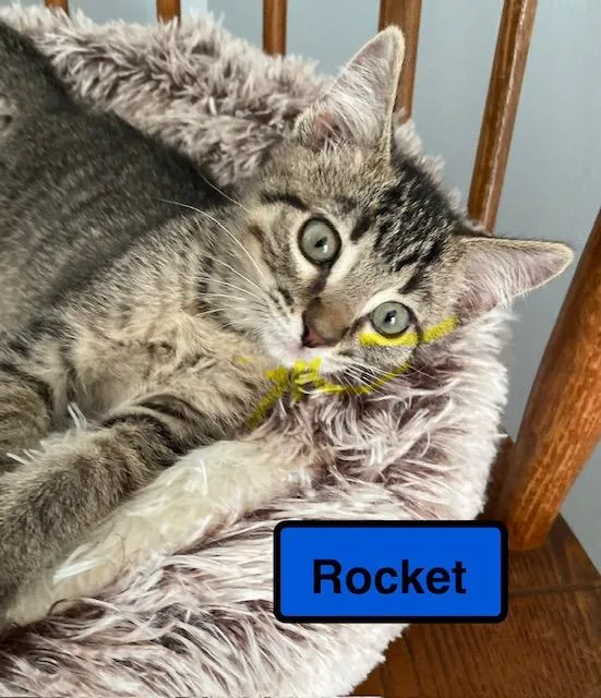 A baby medium-sized male Domestic Short Hair cat named Rocket for adoption in Zimmerman, MN