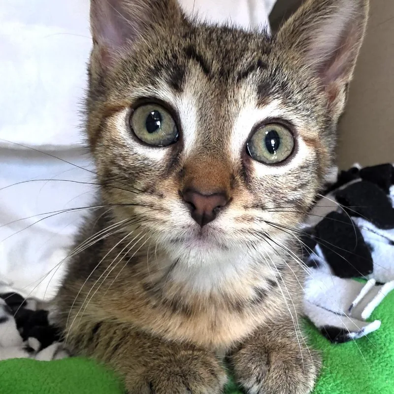 A baby small-sized female Brown / Chocolate Domestic Short Hair cat named Aspen for adoption in Michigan City, IN