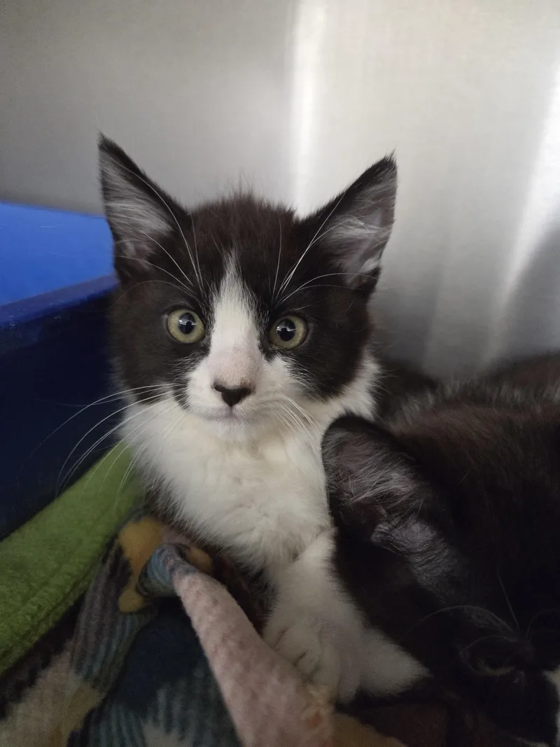 A baby small-sized male Domestic Short Hair cat named Ash for adoption in Chico, CA
