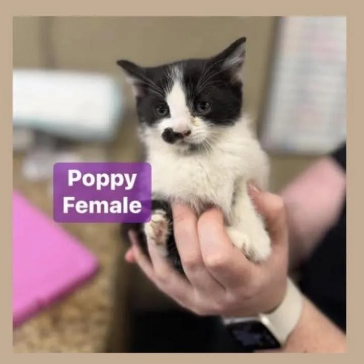 A baby small-sized female Black Domestic Short Hair cat named Poppy In Manchester  for adoption in Alexandria, VA