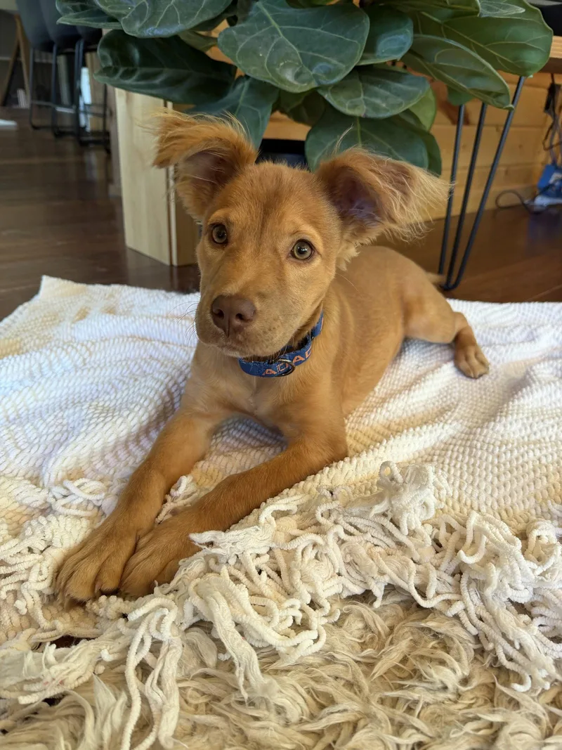 An adult large-sized female Golden Retriever dog named Lacy for adoption in Brooklyn Center, MN