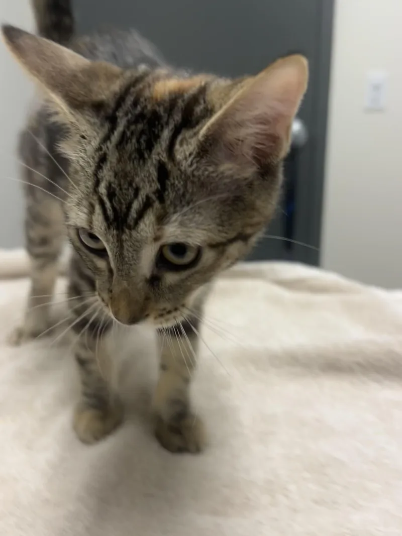 A baby small-sized female Domestic Short Hair cat named Anna for adoption in Chico, CA