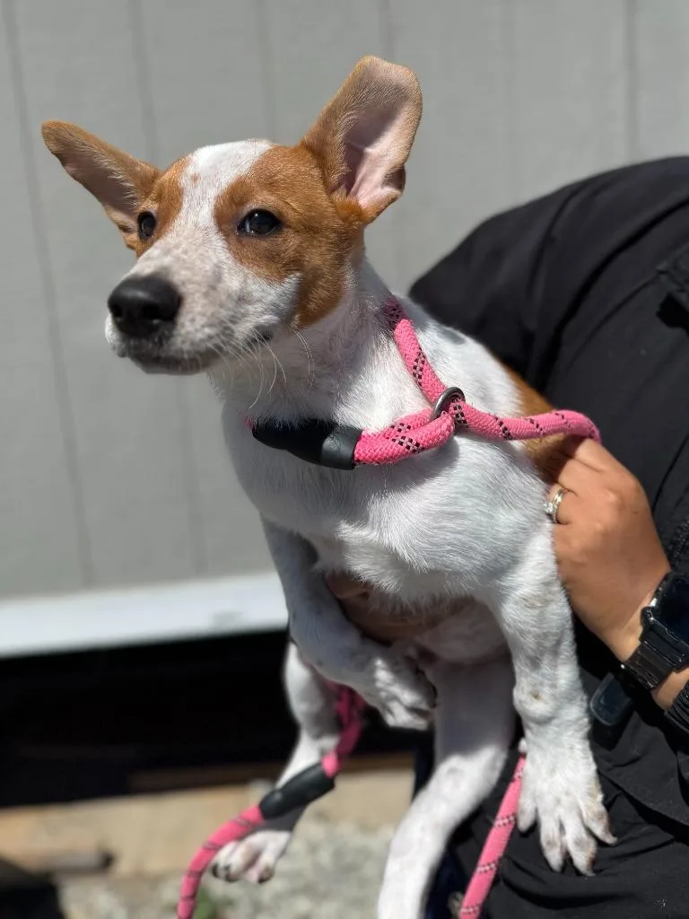 A baby medium-sized male Cattle Dog dog named Indy for adoption in Vacaville, CA
