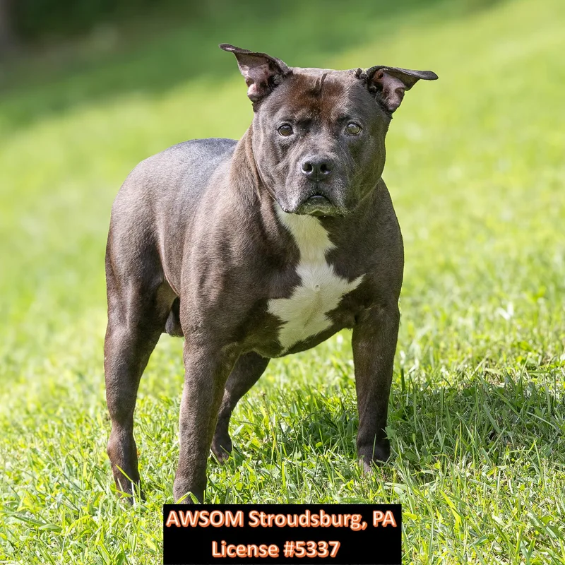 A senior large-sized male Black Pit Bull Terrier dog named Cash for adoption in Stroudsburg, PA