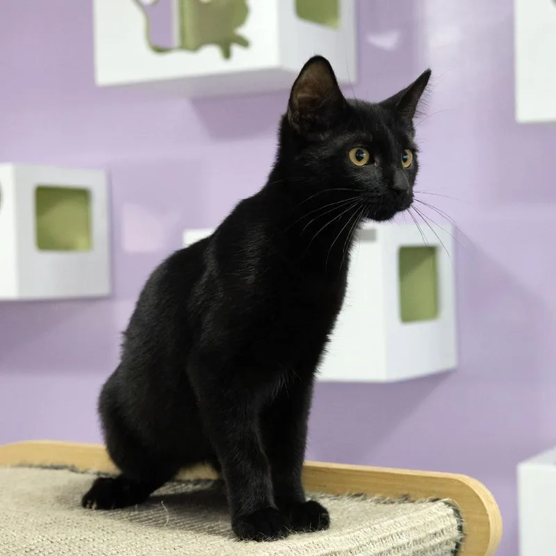 A baby small-sized male Brown / Chocolate Domestic Short Hair cat named Delaney for adoption in McKean, PA