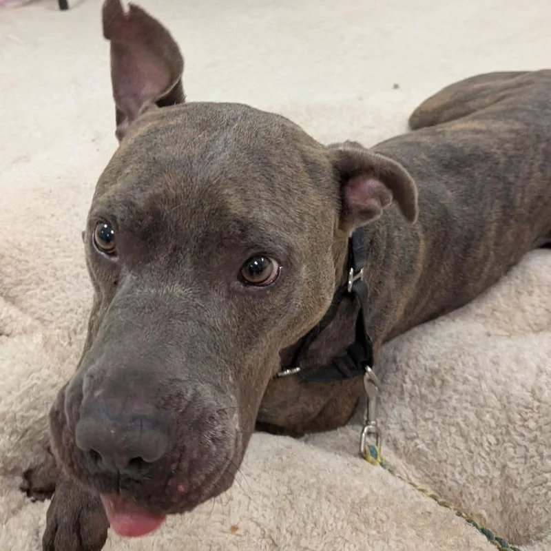 An adult large-sized male Brindle Pit Bull Terrier dog named Finnegan for adoption in Austin, TX