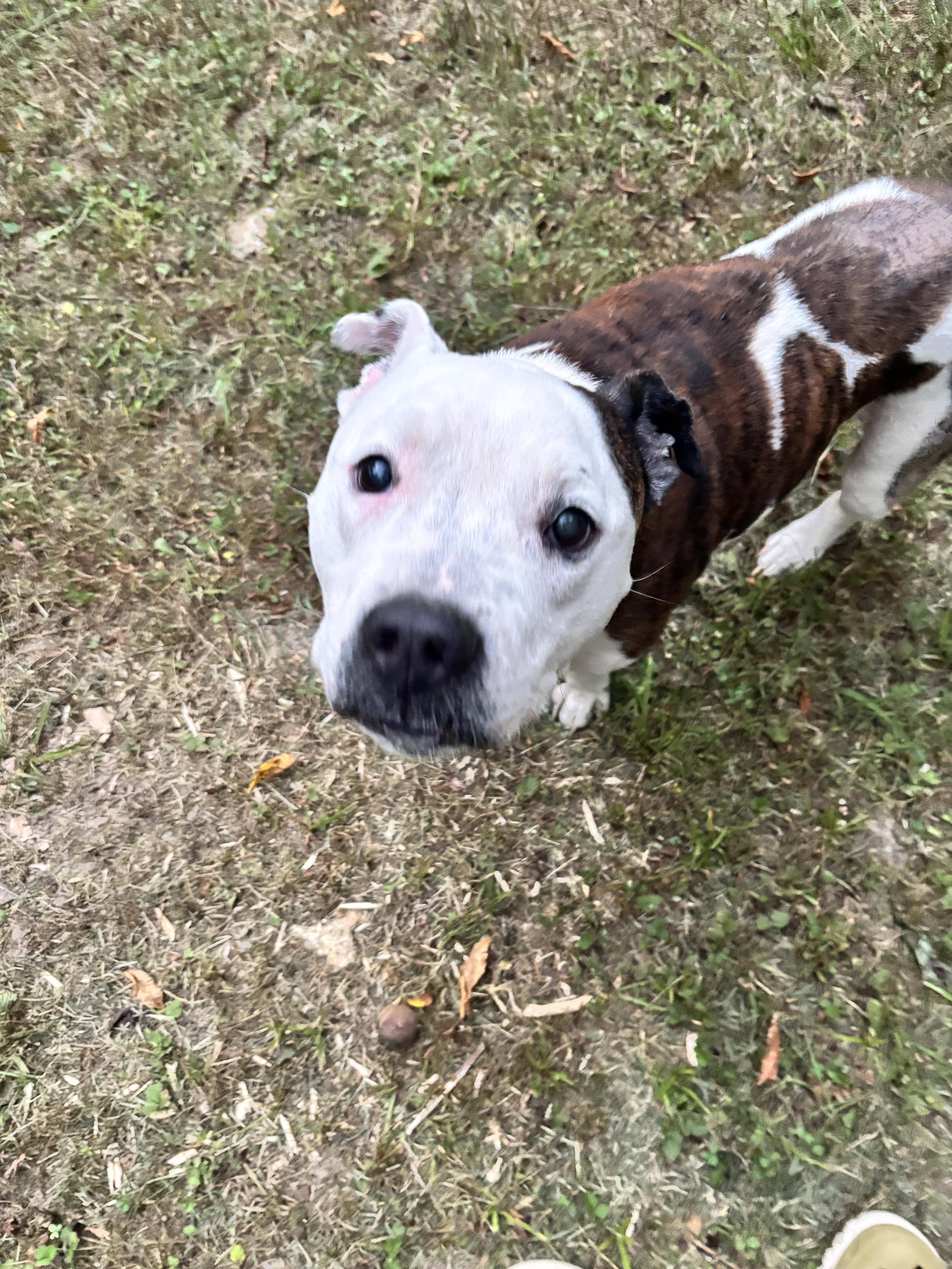 A senior medium-sized male Brindle Pit Bull Terrier dog named Morgan for adoption in Rogers, AR