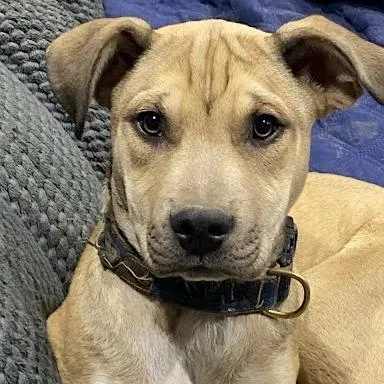 A young medium-sized male Yellow / Tan / Blond / Fawn Shepherd dog named Rocco for adoption in South Elgin, IL
