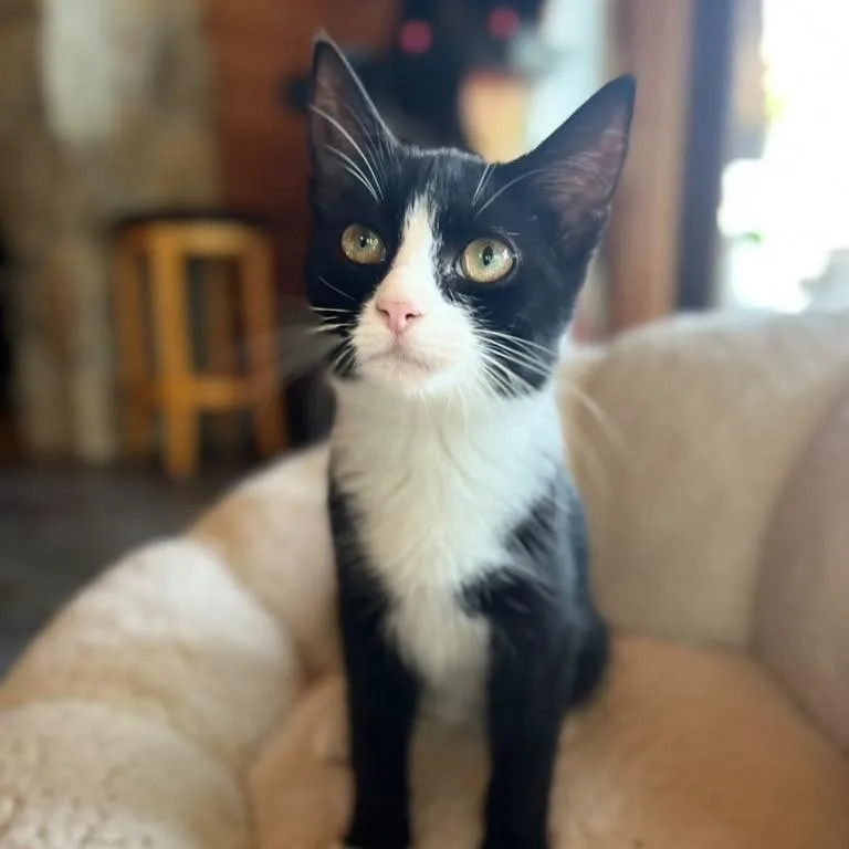 A baby small-sized male Black Domestic Short Hair cat named Sir Theodore for adoption in Winchester, VA