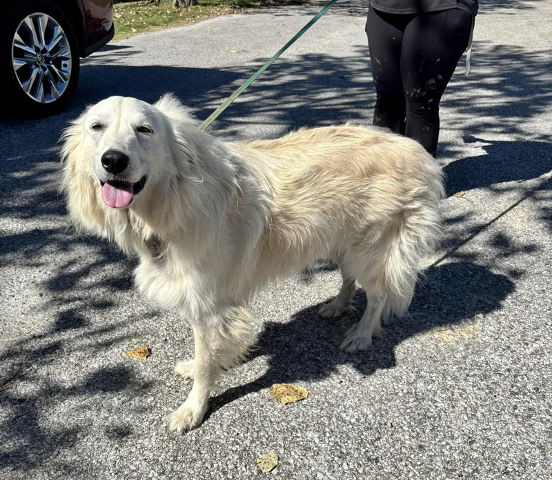 An adult medium-sized female Yellow / Tan / Blond / Fawn Great Pyrenees dog named Lola for adoption in Owensboro, KY