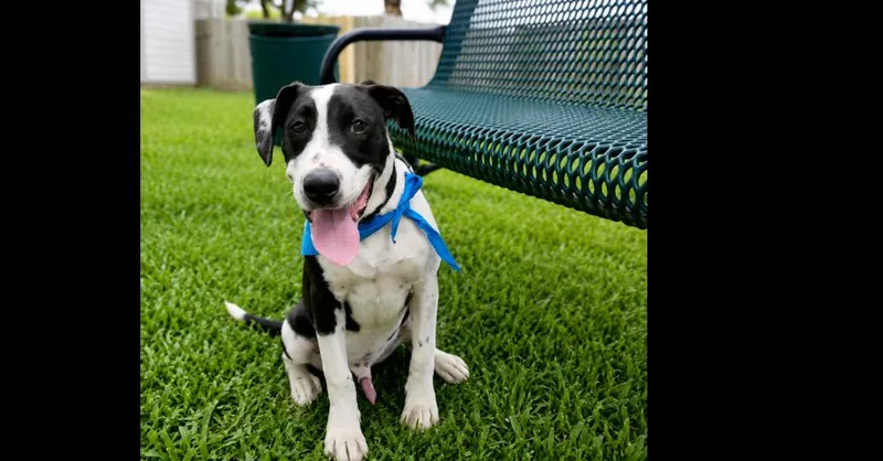 A baby large-sized male Tricolor (Brown, Black, & White) Labrador Retriever dog named Sparky for adoption in Richmond, TX
