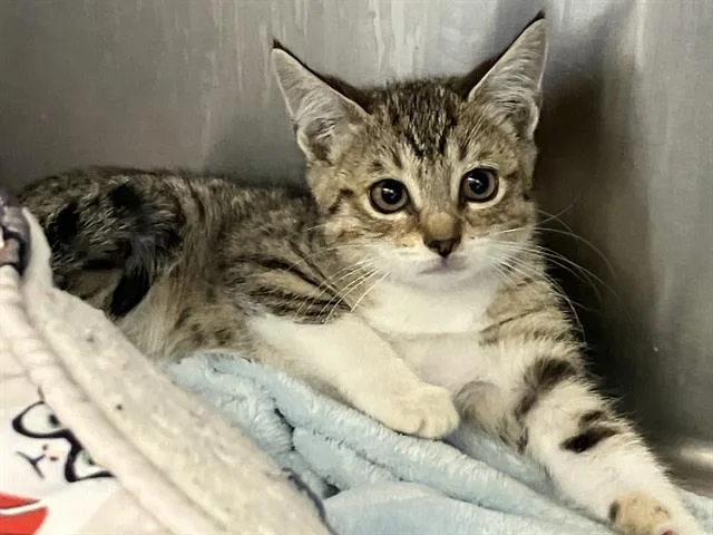 A baby small-sized female Domestic Short Hair cat named Abby for adoption in Tustin, CA