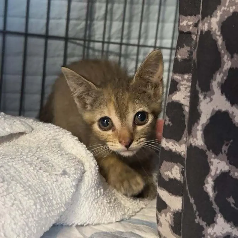 A baby small-sized female Tabby (Buff / Tan / Fawn) Domestic Short Hair cat named Etta for adoption in Woodbridge, VA
