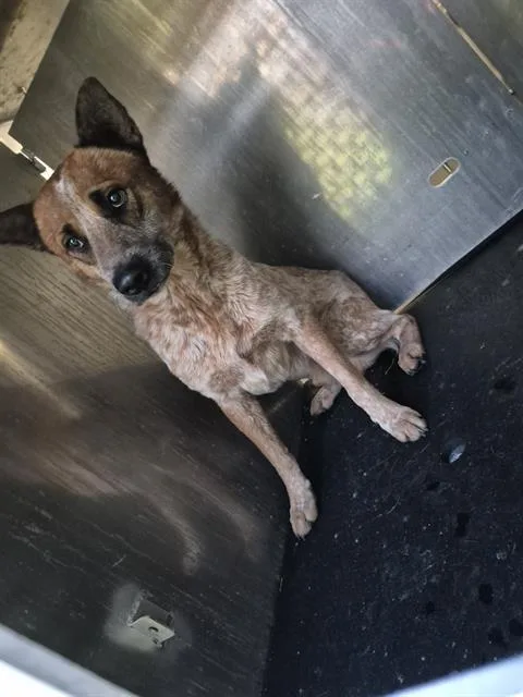 A young medium-sized male Australian Cattle Dog / Blue Heeler dog named Mooch for adoption in San Antonio, TX