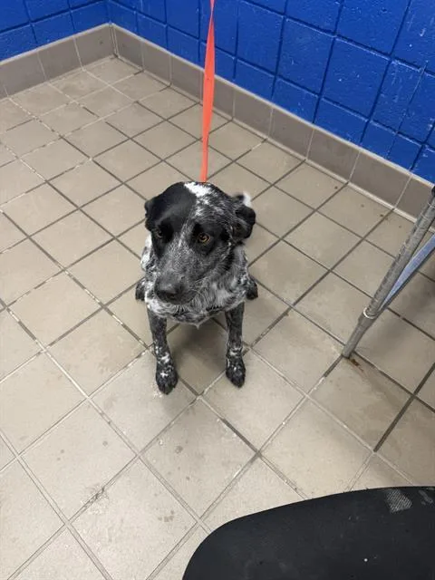 A young medium-sized female Australian Cattle Dog / Blue Heeler dog named Cookie & Cream for adoption in Albuquerque, NM