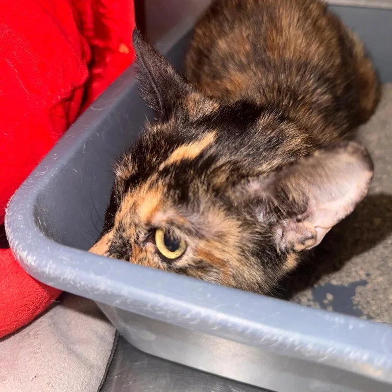 An adult medium-sized female Tortoiseshell Domestic Short Hair cat named Tiny for adoption in South Haven, MI