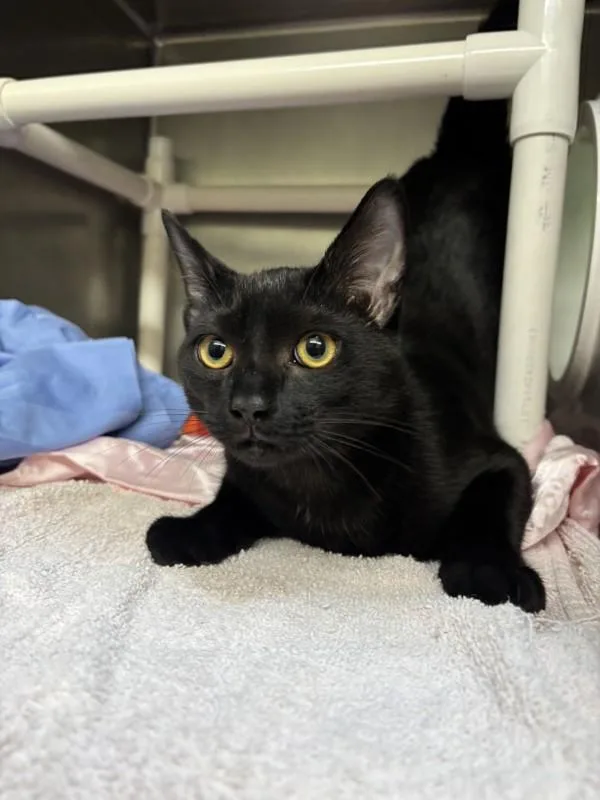 A young small-sized male Domestic Short Hair cat named Magic Conch for adoption in Santa Rosa, CA