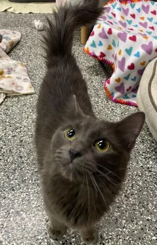 An adult small-sized male Domestic Medium Hair cat named Riven Calloway for adoption in Clinton Township, MI
