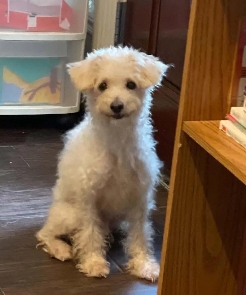 A young medium-sized female Poodle dog named Bella Rose for adoption in Katy, TX