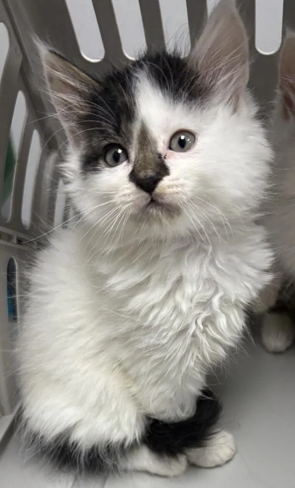 A baby small-sized male Domestic Short Hair cat named Pen Lemon for adoption in Lawrenceville, GA