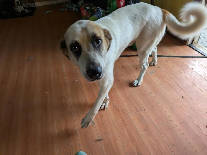 A young extra large-sized male Great Pyrenees dog named Alfie for adoption in Orange Grove, TX