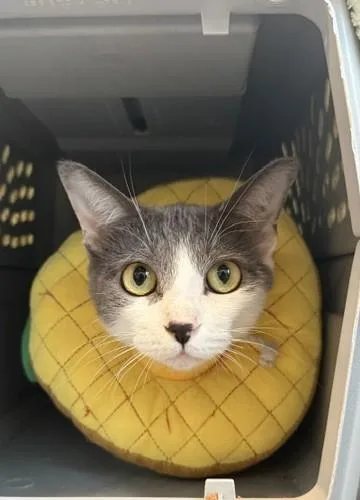 An adult medium-sized female Domestic Short Hair cat named Mickie Roo for adoption in Sultan, WA