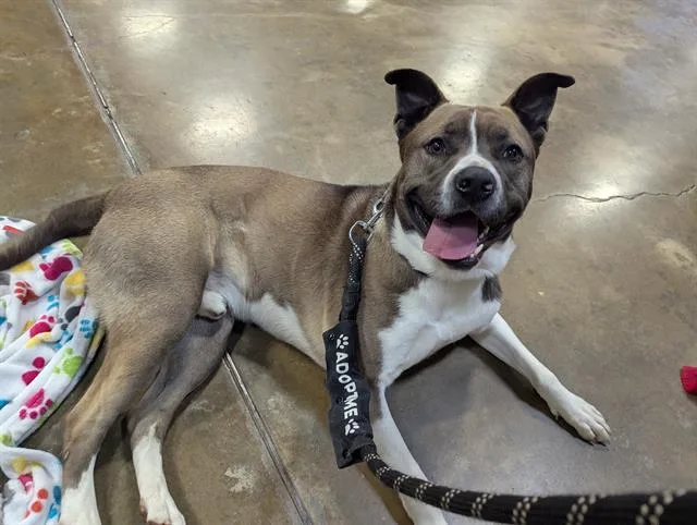 An adult large-sized male Pit Bull Terrier dog named Dylan for adoption in Tustin, CA