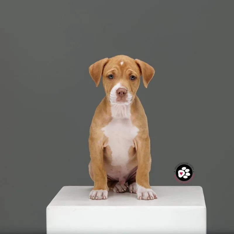 A baby medium-sized male Apricot / Beige Mixed Breed dog named Cupcake for adoption in Hinsdale, IL