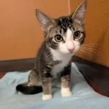 A baby small-sized male Tabby (Brown / Chocolate) Domestic Short Hair cat named Sea Otter for adoption in Rochester, MN
