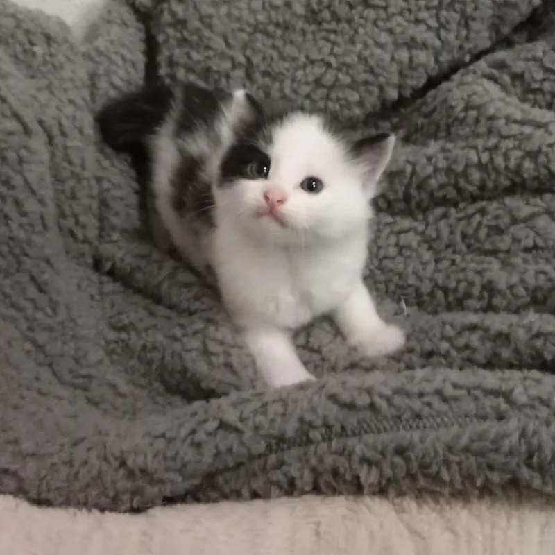 A baby small-sized male White Domestic Short Hair cat named Malachite C for adoption in Princeton, MN
