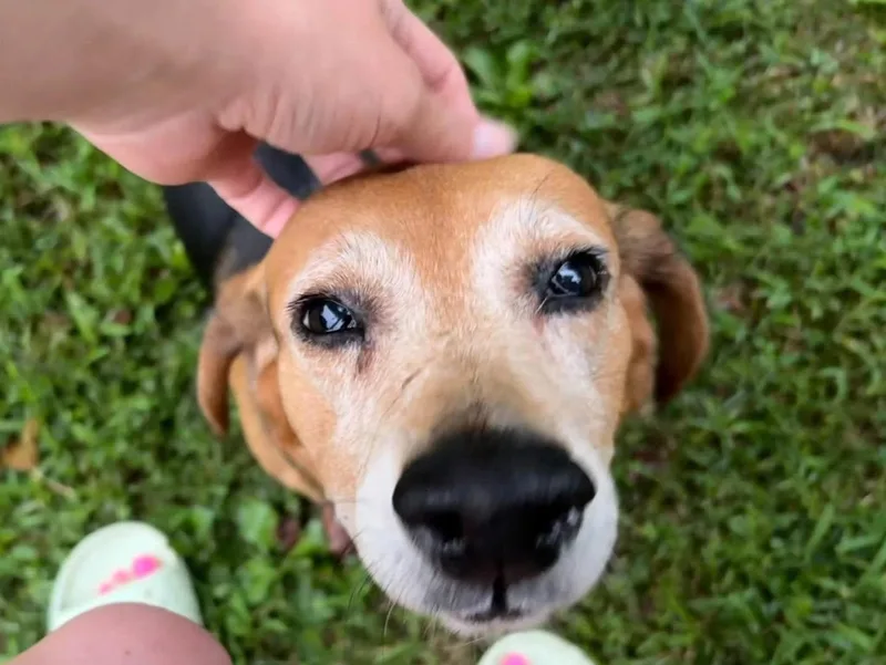 A senior medium-sized male Beagle dog named Josh for adoption in Salisbury, MD