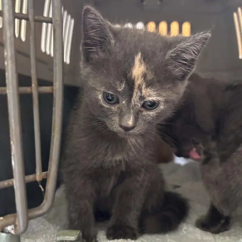 A baby small-sized female Domestic Short Hair cat named Tatiana for adoption in Wilmington, DE