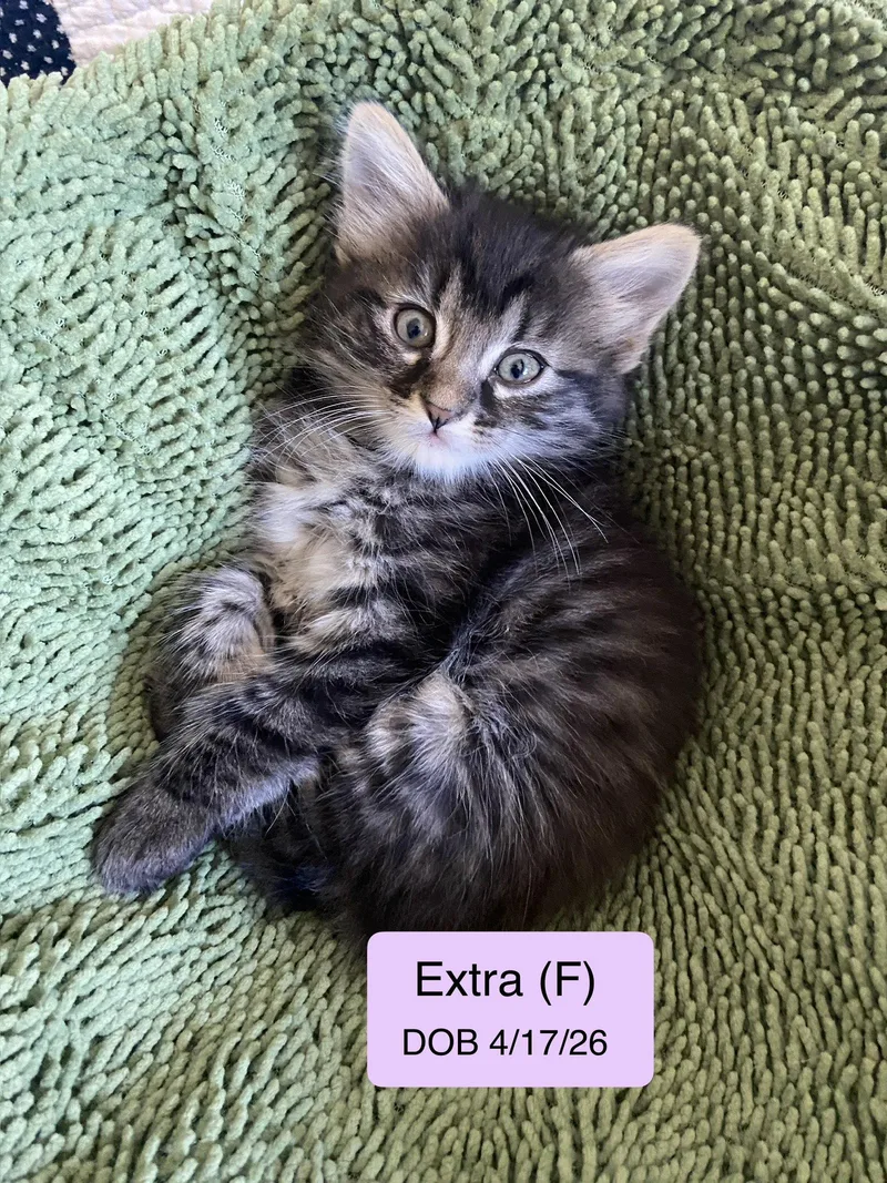 Extra