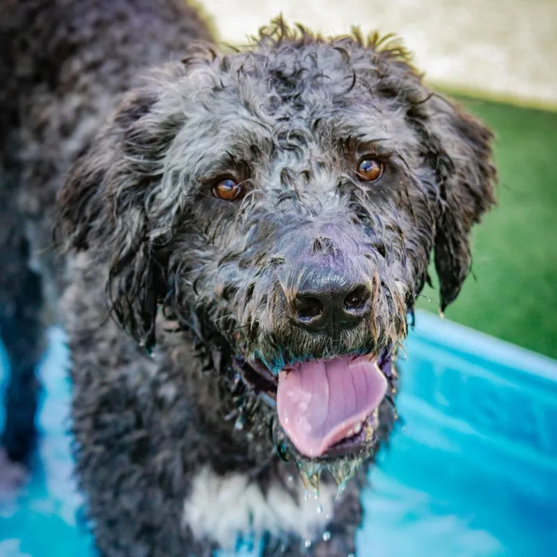 An adult large-sized male Black Labrador Retriever dog named Buddy A for adoption in Middletown, NY