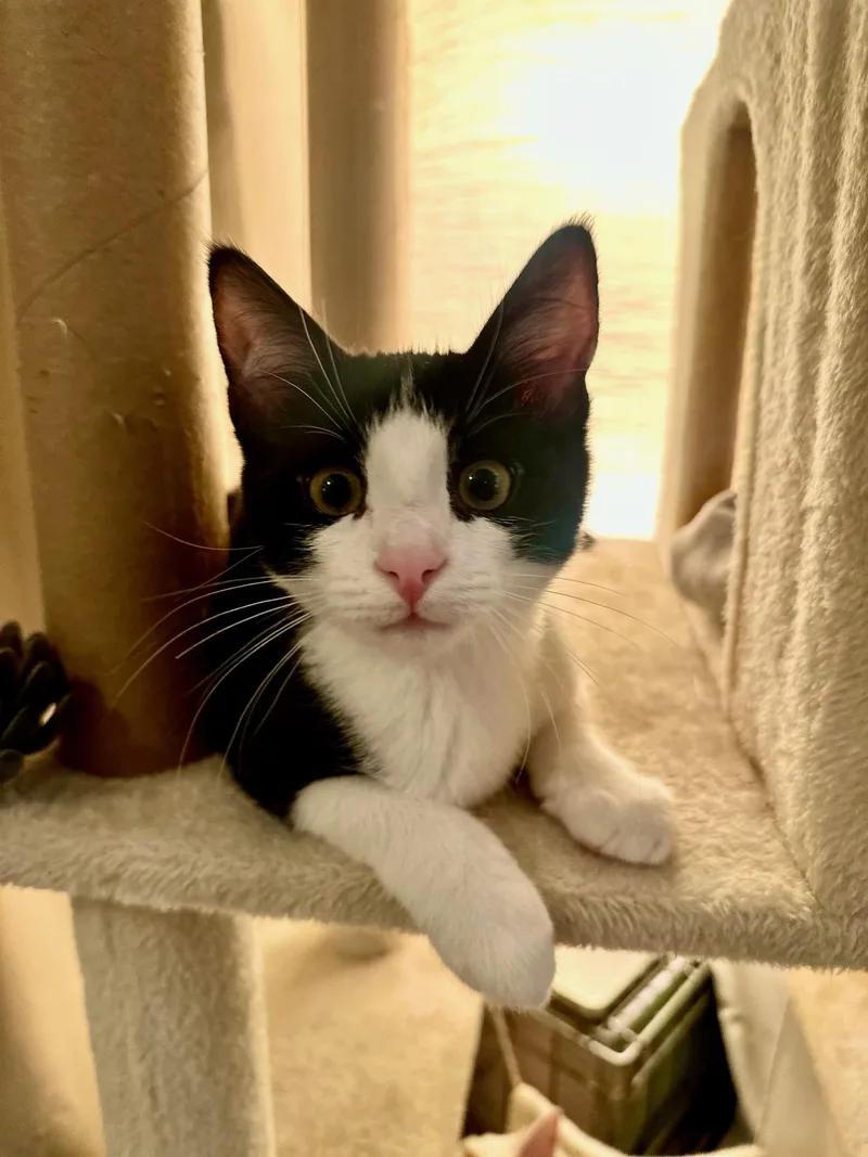 A young small-sized male Tuxedo cat named Pompadour for adoption in Brooklyn, NY
