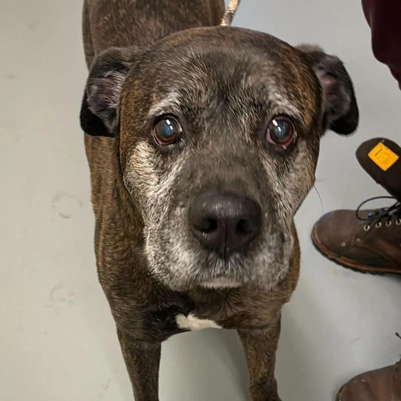 A senior large-sized male Brindle Mixed Breed dog named Caden for adoption in Asheville, NC
