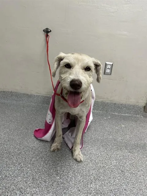 A young large-sized male Schnauzer dog named Stuart for adoption in Pasadena, TX