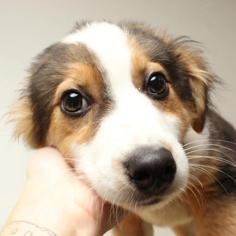 Neptoon D thumbnail 3