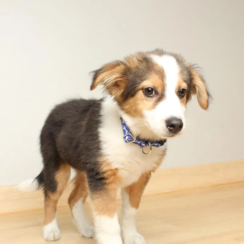 Neptoon D thumbnail 4