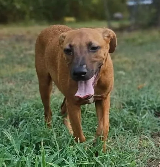 A baby medium-sized male Mixed Breed dog named Arin for adoption in Northwood, NH