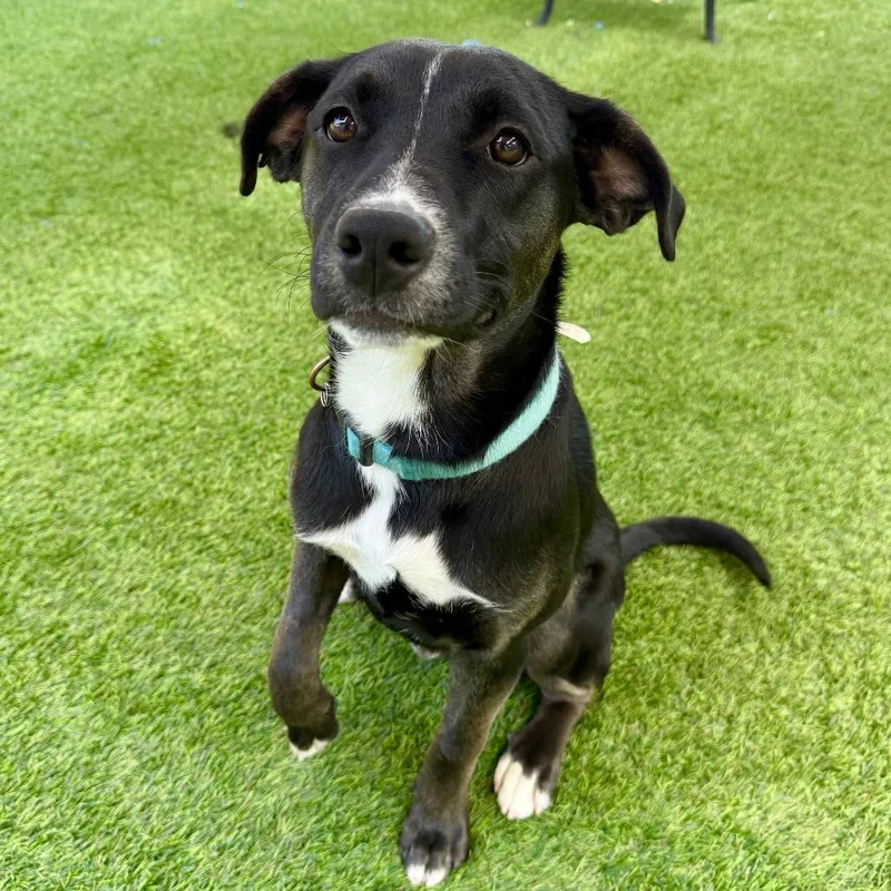 A young medium-sized male Black Labrador Retriever dog named Leo for adoption in Agoura Hills, CA