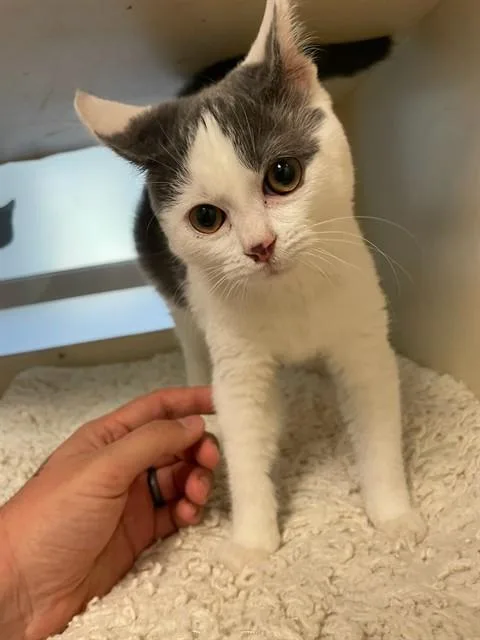 A baby small-sized male Domestic Medium Hair cat named Walker for adoption in Louisville, KY