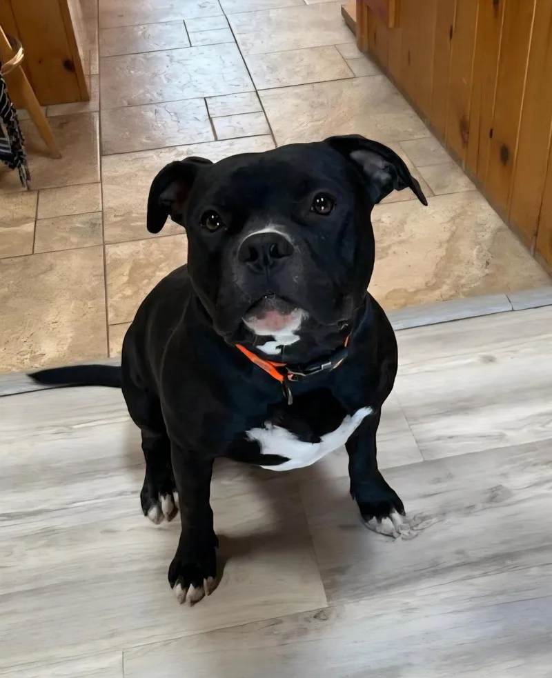 Chauncey De Charmer ~ thumbnail 2