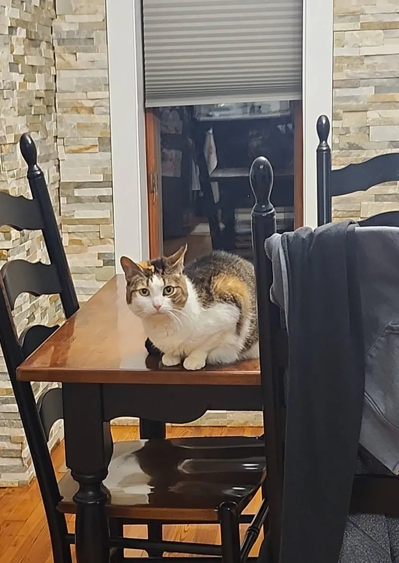 A senior medium-sized female Calico cat named Rosie for adoption in Philadelphia, PA