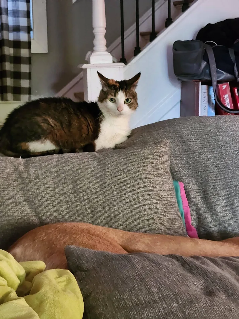 Rosie thumbnail 2
